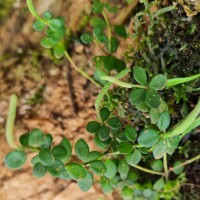 Peperomia tetraphylla (G.Forst.) Hook. & Arn.